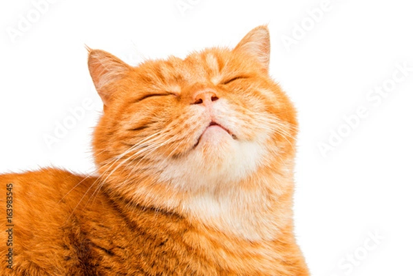 Obraz Red cat isolated