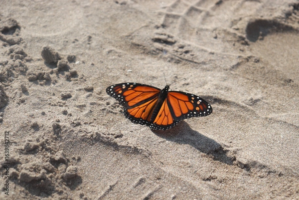 Obraz Monarch Butterfly