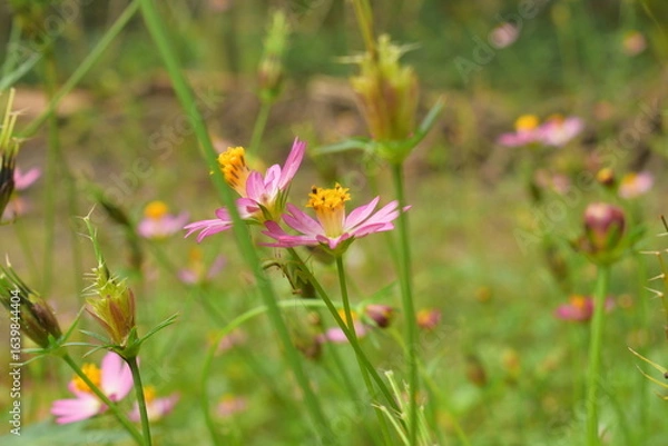 Fototapeta kenikir or cosmos flower