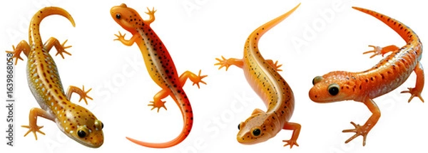Obraz Four Eastern Newts in various poses against a white background, showcasing their orange and yellow coloration.