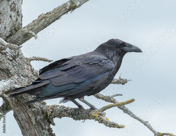 Obraz Common Raven