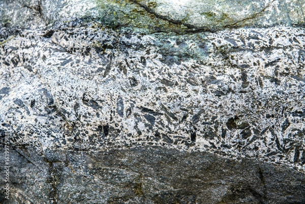 Fototapeta  white rock vein with many small black angular fragments. The vein is horizontal and may be a breccia vein.