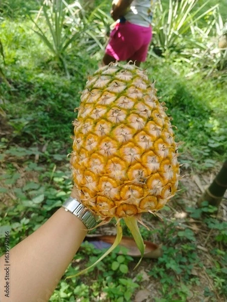 Obraz pineapple in the hand