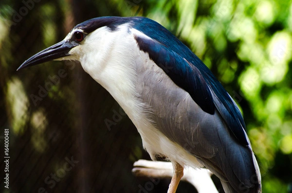 Obraz cute bird and sharp bird photo