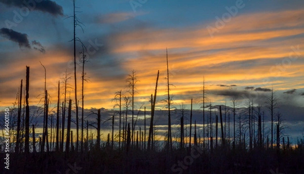 Obraz Orange sunset with burnt trees in foreground