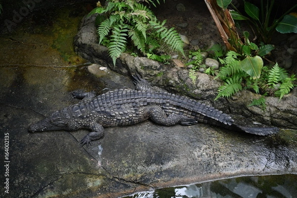 Fototapeta ナイルワニ