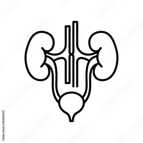 Obraz Illustration of the human urinary system featuring kidneys ureters and bladder for medical or educational purposes