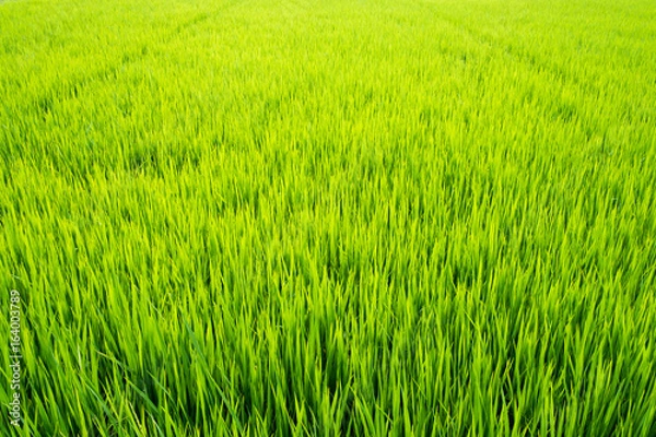 Fototapeta Green young rice fields background