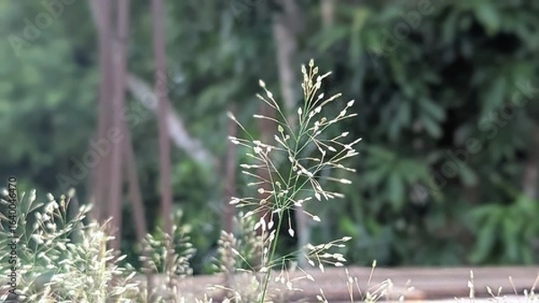 Fototapeta Delicate Grass Seed Head with Bokeh Background showcasing Natures Beauty in an Outdoor Setting