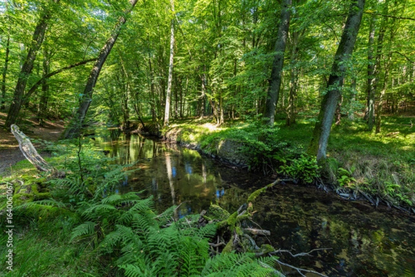 Obraz Aufgestaute Pulsnitz