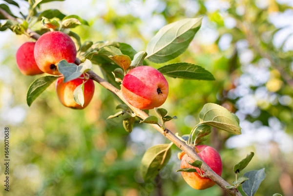 Fototapeta Red and yellow apples ripen on the branch, displaying beauty and a bountiful harvest.