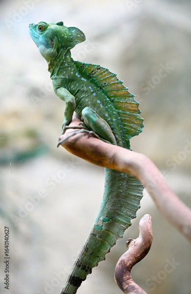 Fototapeta Plumed basilisk