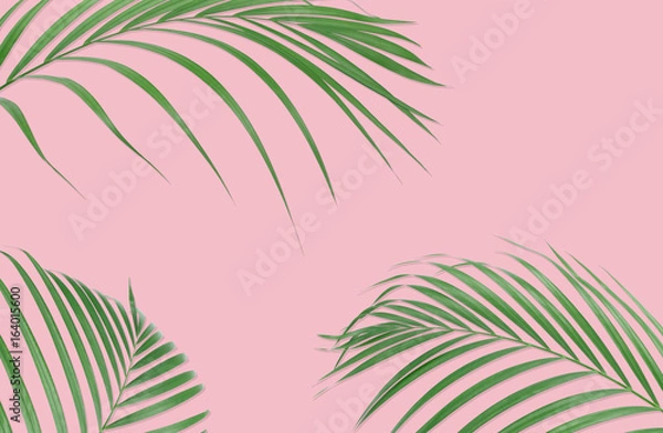 Obraz Tropical palm leaves on pink background. Minimal nature. Summer Styled.  Flat lay. High resolution 5500 x 3600 pixels in size