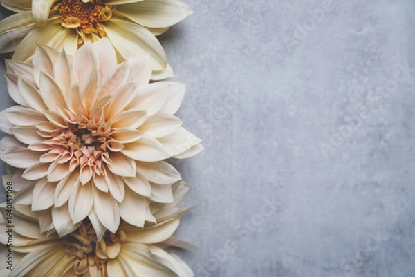 Fototapeta Beautiful fresh cream Cafe au Lait dahlia flowers in full bloom on gray background, top down view. Fall blossoms. Copy space for text.