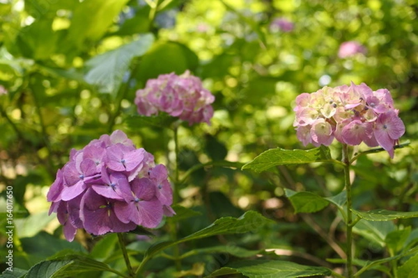 Fototapeta あじさい