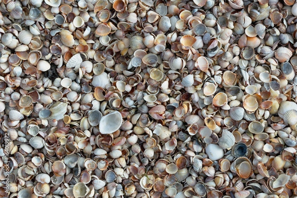 Fototapeta sea shells background