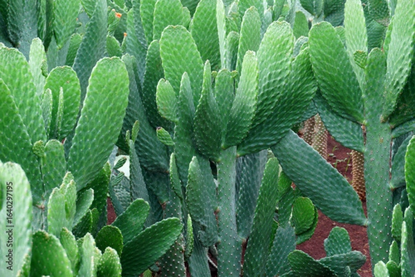 Fototapeta big cactus tree in garden