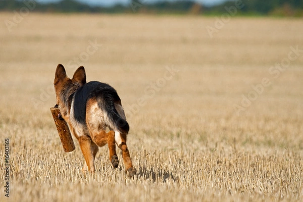 Obraz German Shepherd