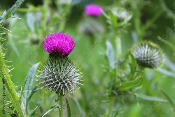 Fototapeta Pequeños ecosistemas