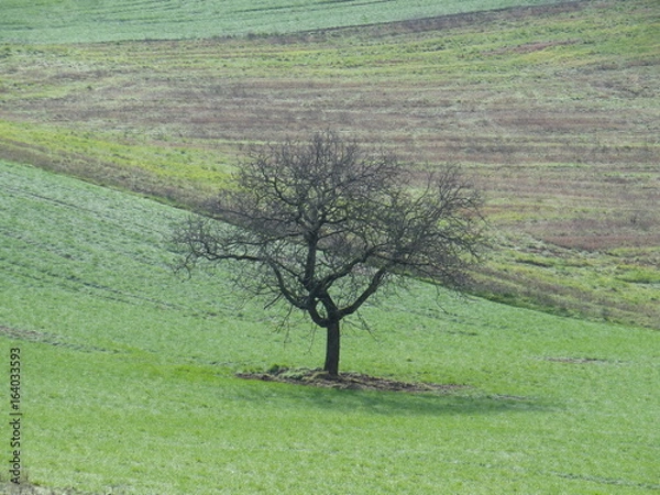 Obraz arbre