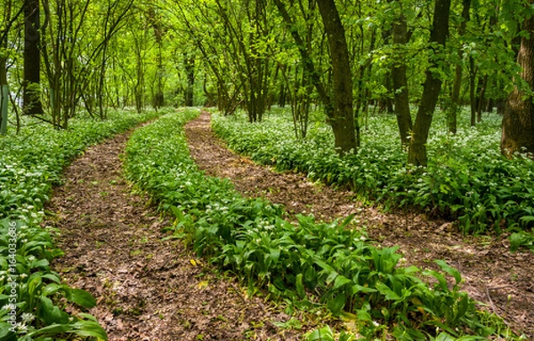 Fototapeta Path through forest