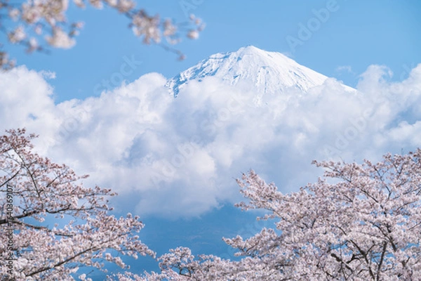 Obraz 富士宮市から見る満開の桜と冠雪した富士山