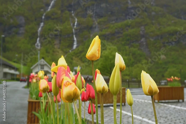 Obraz Colorful tulips blooming in a scenic landscape with mountains and a hint of a waterfall in the blur background