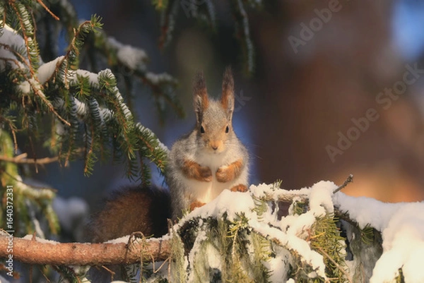 Obraz Squirrel sitting on a snowy branch in a winter forest