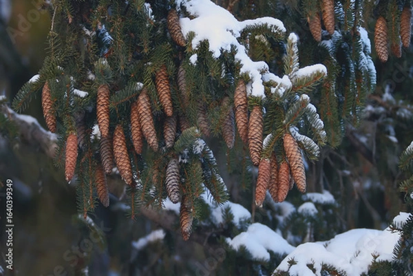 Obraz Snow-covered pine cones hanging from branches in a winter landscape