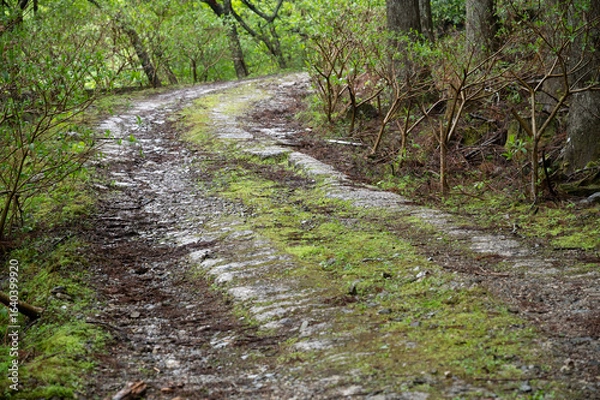 Obraz 森の中にあるひび割れた道