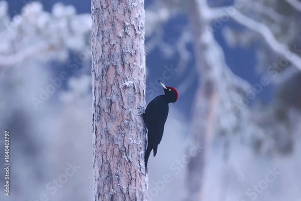 Obraz Woodpecker climbing a tree in a snowy landscape