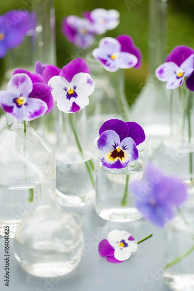 Fototapeta pansy flowers in chemical glassware, table decoration in garden