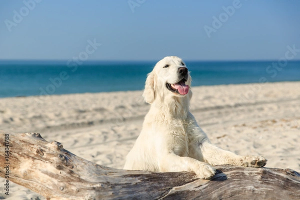 Obraz Happy Golden Retriever playing at the beach