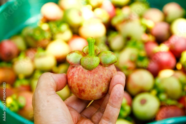 Obraz Stock Photo - Fresh mangosteen fruit on hand