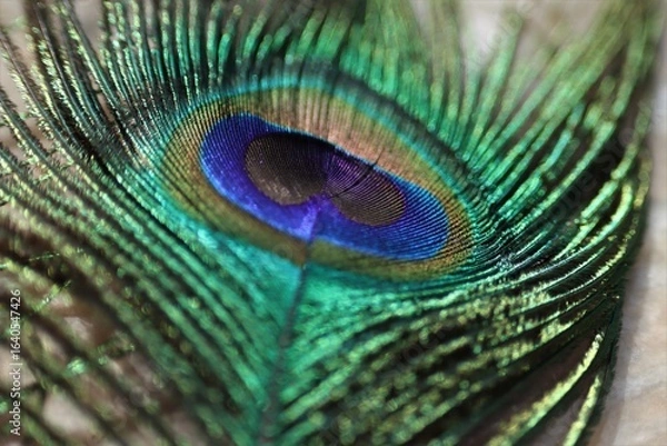 Fototapeta Peacock feather closeup. Selective focus. Feather background.