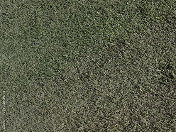 Fototapeta 暗い人工芝のテクスチャ背景