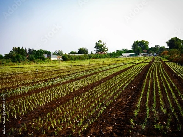 Obraz Israeli Farmland with Crops and Drip Irrigation System
