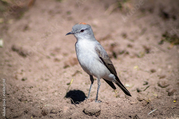 Obraz sleepyhead with a reddish neck
