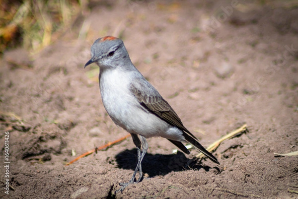 Obraz sleepyhead with a reddish neck
