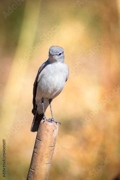 Obraz sleepyhead with a reddish neck
