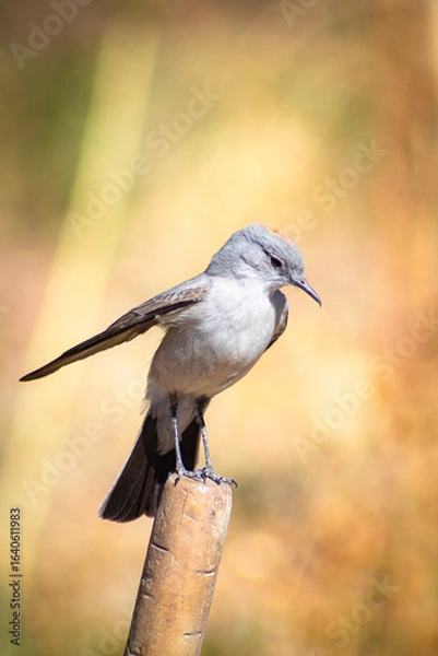 Obraz sleepyhead with a reddish neck