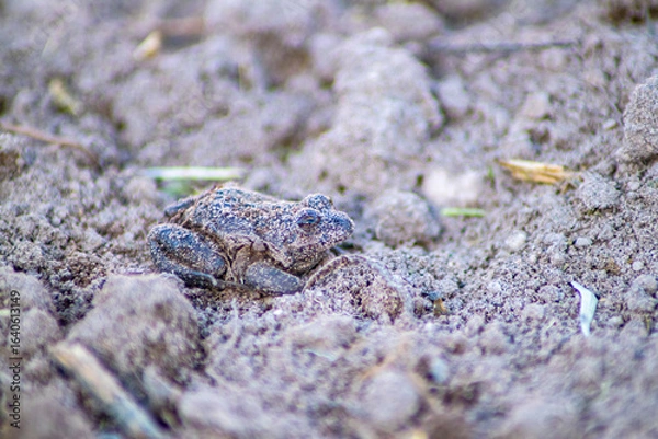 Obraz small toad emerges from the wet earth
