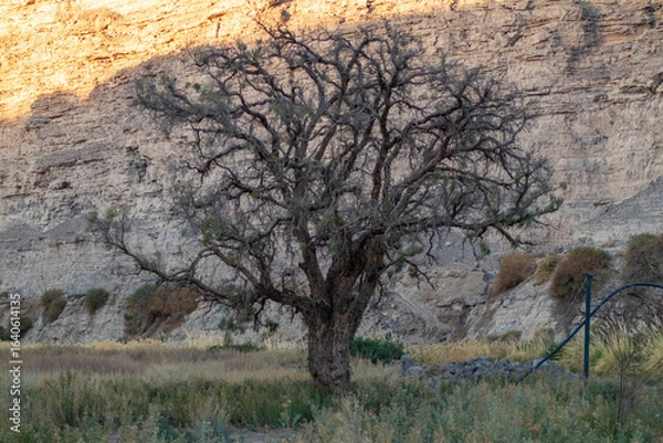Obraz tree in the desert