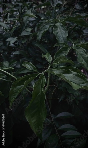 Obraz rain in the forest, plant leaves 