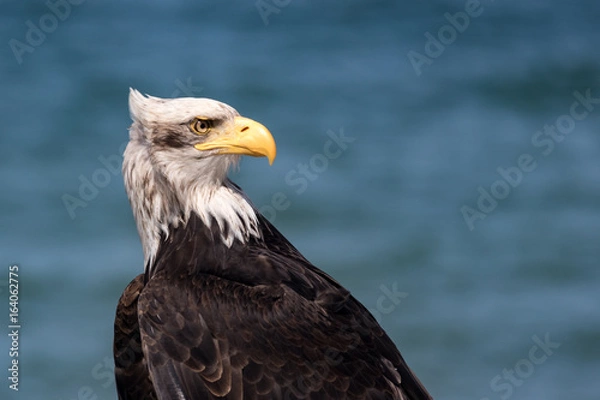 Fototapeta Weißkopfseeadler