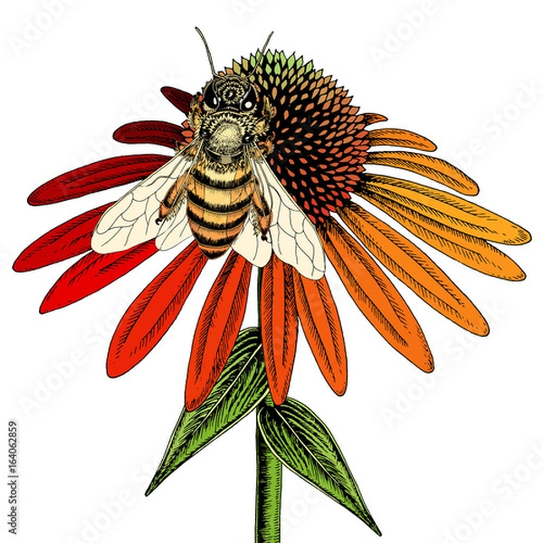 Obraz Bee on coneflower sketch. Colored hand drawn vector illustration of bee collecting nectar from honey flower.