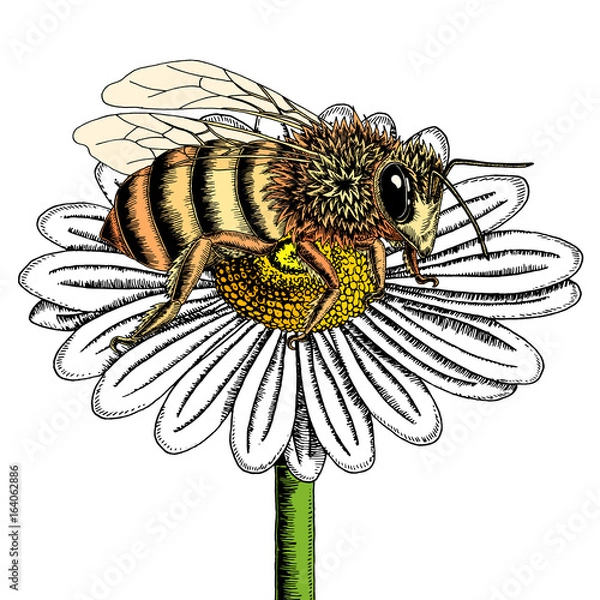 Obraz Bee on chamomile flower sketch. Colored hand drawn vector illustration of bee collecting nectar from honey flower.