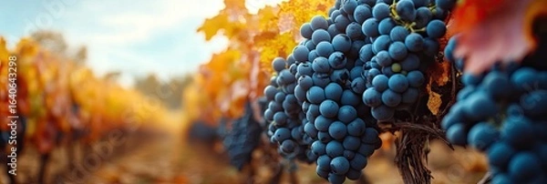 Obraz A panoramic view of a vineyard in autumn, with colorful grapevines and a clear blue sky, showcasing agricultural beauty, 8k, realistic
