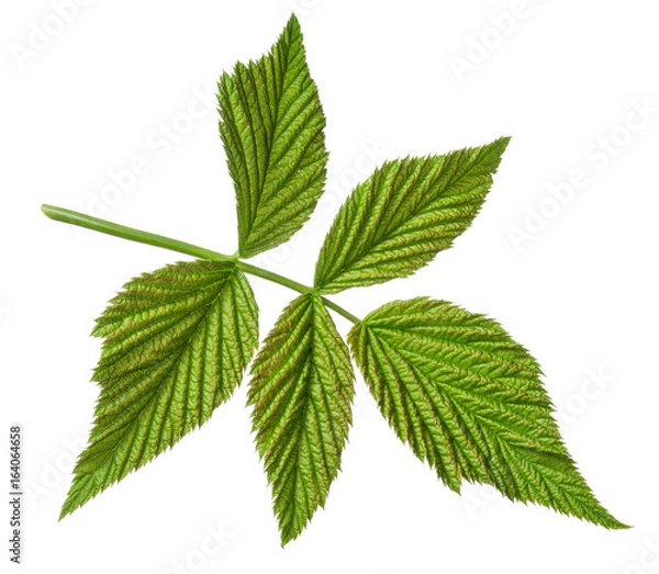 Obraz Raspberry leaves on white background