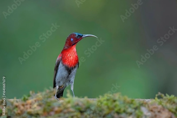 Fototapeta Male Vigors Sunbird (Aethopyga vigorsii), spotted in Ratnagiri, Maharashtra, India.